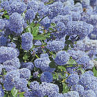 Ceanothus