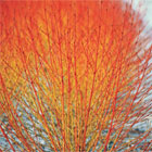 Cornus or Dogwood