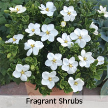 Fragrant Shrubs