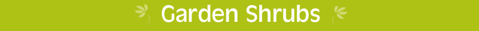 Garden Shrubs by Type