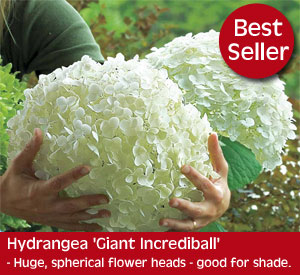 Hydrangea arborescens 'Giant Incrediball' - huge spherical flower heads up to 30cm 12in diameter. Ideal for sun or partial shade