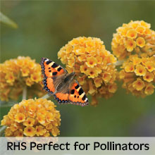 RHS Perfect for Pollinators
