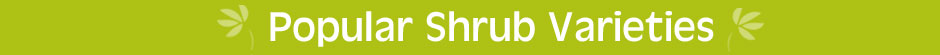 Popular Shrub Varieties