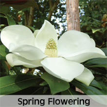 Spring Flowering Shrubs