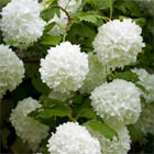 Viburnum