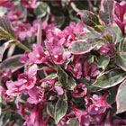 weigela