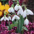Snowdrop Bulbs