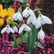 Snowdrop (Giant)