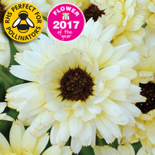 Calendula Snow Princess