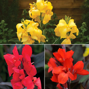 Canna Cannova Collection