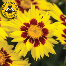 Coreopsis Sunkiss
