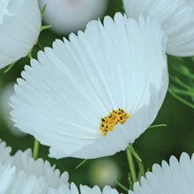 Cosmos Cupcakes White