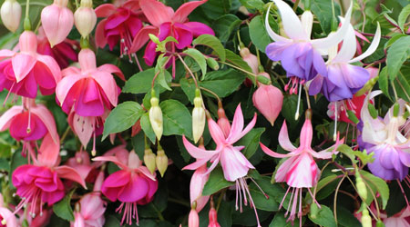Fuchsia 3-in1