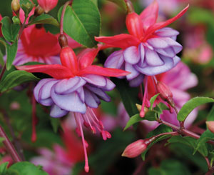 fuchsia icing sugar