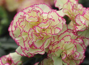 Dianthus Neon Lace