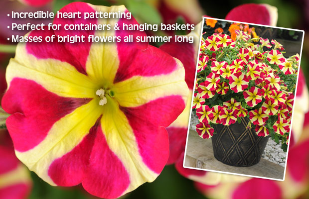 Petunia Amore™ - 'Queen of Hearts' - Five striking red hearts on each bloom!