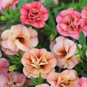 Petunia 'Mini Rosebud Romantic Peachy'