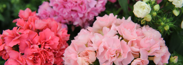 Phlox Jewel Mixed