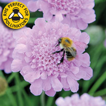 Scabious Kudos
