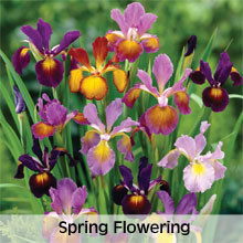 Spring Flowering Bulbs