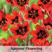 Summer Flowering Bulbs