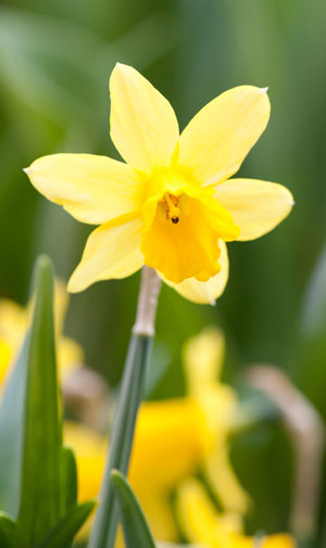 tulip mariola