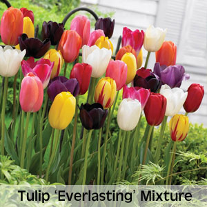 Tulip 'Everlasting' Mixture