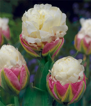 tulip ice cream