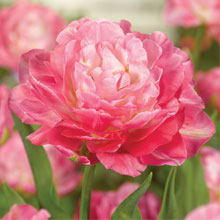 Tulip 'Double Sugar'