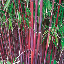 Umbrella Bamboo