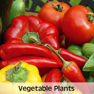 20% OFF All Vegetable Plants