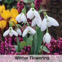 Winter Flowering Bulbs