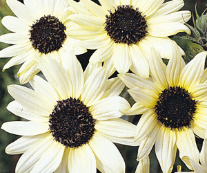 sunflower italian white