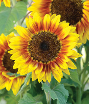 sunflower solar flash