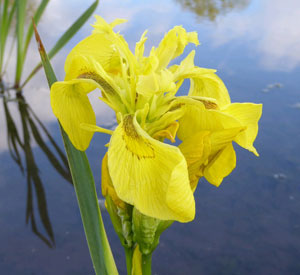 Yellow Flag Irises