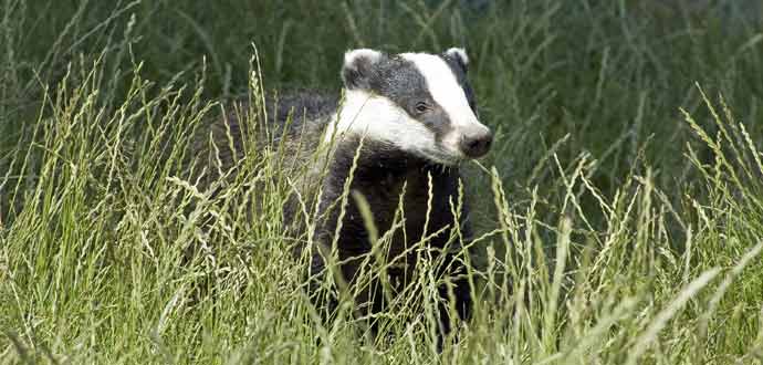 badger in grass