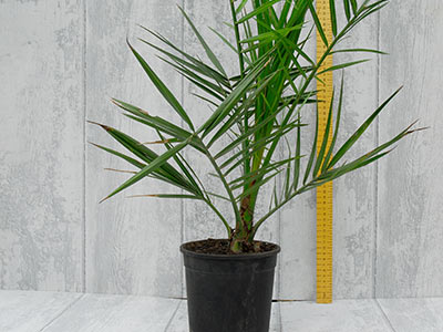 Large Plants measurements