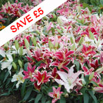 Lily 'Colour Carpet® Mixture'