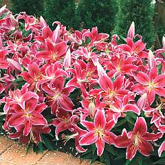 Lily Dazzler