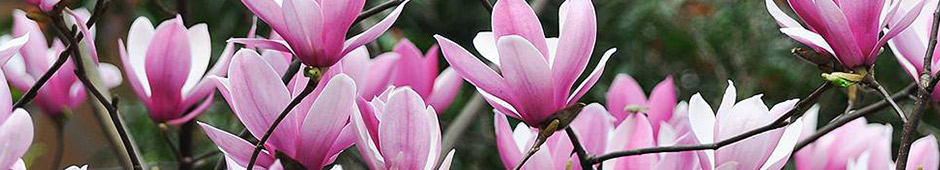 Growing magnolia video