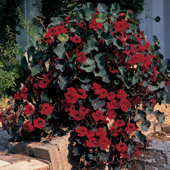 Nasturtium 'Cobra' - Flower of the Year 2009