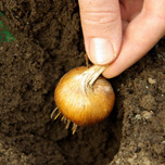 Flower Bulbs