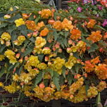 Flowers by colour