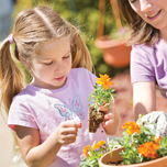 Flower Plants
