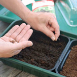 Flower Seeds