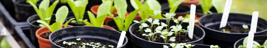 Welcome to our Planting and Growing guides