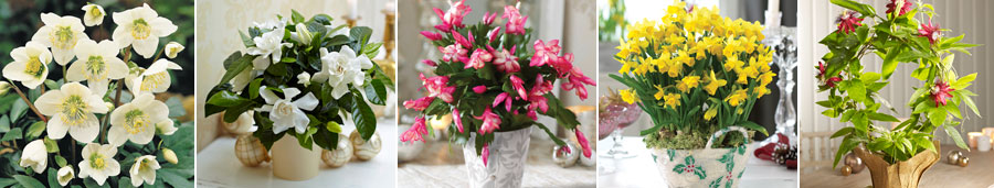 Plantoffers GA100