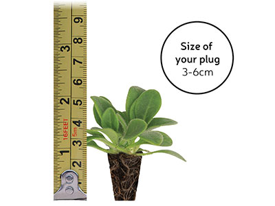 measuring size of new plug plant with tape measure