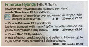 primrose hybrids