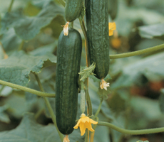 Cucumber Picolino is a good variety for outdoor growing and produces crisp and juicy mini cucumbers with good resistance to powdery and downy mildew.